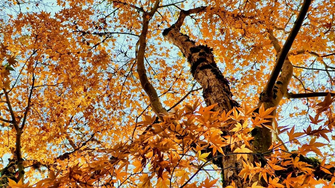 Peepal Tree Inflorescence Contents