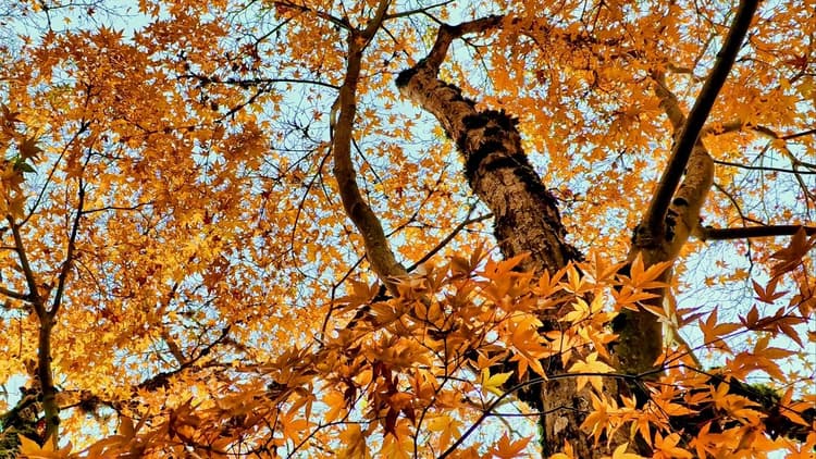 Peepal Tree Inflorescence Contents