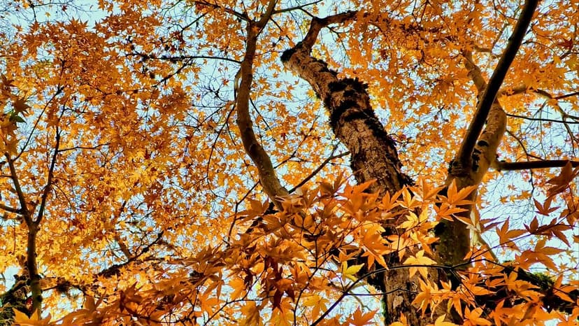 Peepal Tree Inflorescence Contents