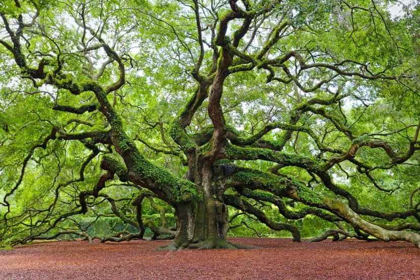 Samel Tree Sal trees are slow to establish, but once mature, they are remarkably ...