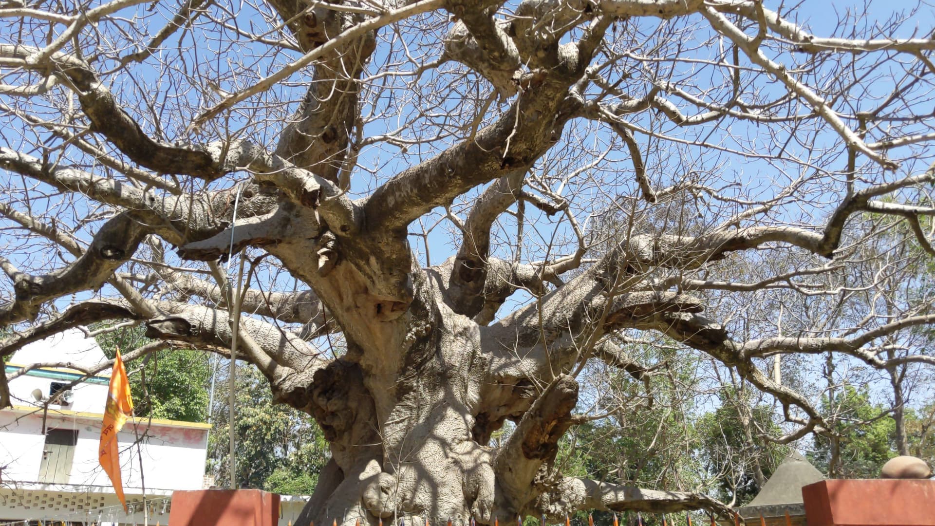 Pitaraj Tree Contents