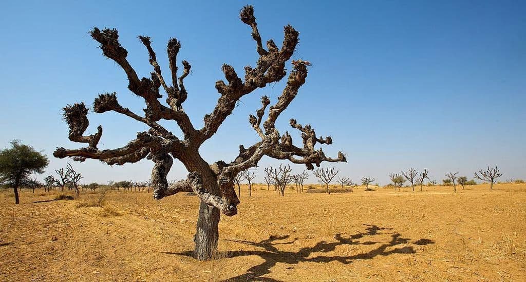 Jevari Tree Contents